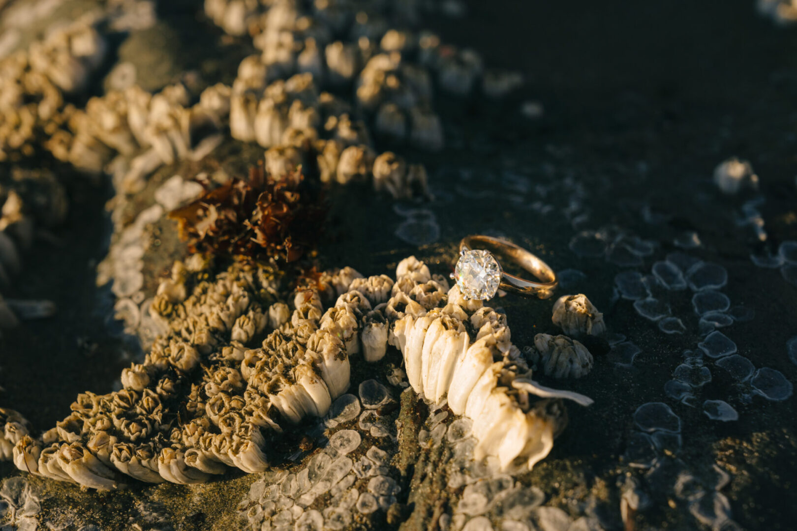 Beach Surprise Proposal 